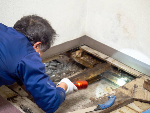 Best Professional Mold Removal  in St Vincent College, PA