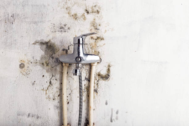 Best Mold Removal Company Near Me  in St Vincent College, PA