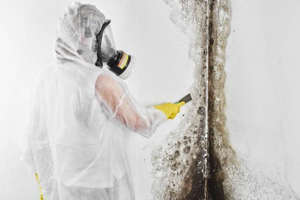 Trusted St Vincent College, PA Mold Removal Experts