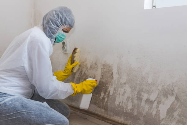 Best Black Mold Removal  in St Vincent College, PA