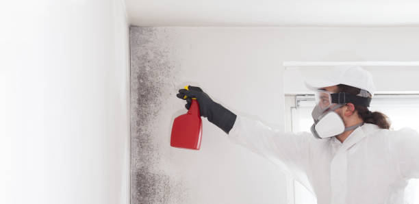 Best Local Mold Removal Service  in St Vincent College, PA
