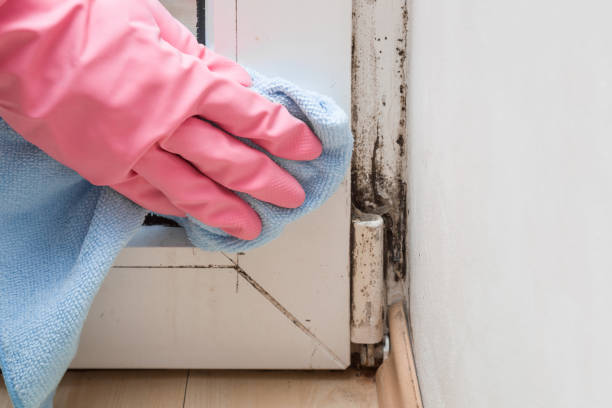 Best Emergency Mold Removal  in St Vincent College, PA
